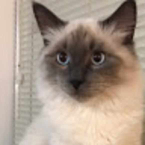 Meet your Posher, Savy - Picture 1 of 1